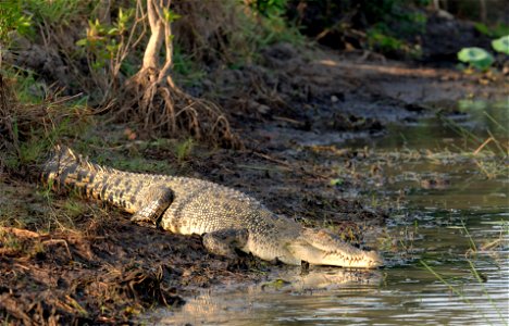 Photographer: Paul Thomsen (WILDFOTO.COM.AU) Subject: Saltwater Crocodile Location: Northern Territory, Australia photo