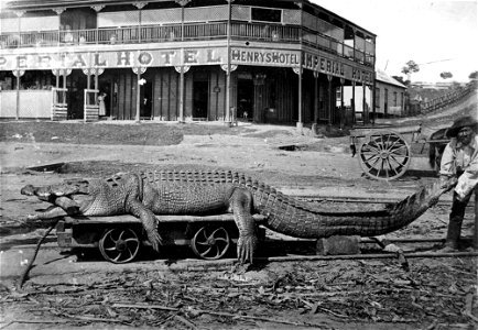 Saltwater crocodile caught in the town reach of the Johnstone River, Innisfail, ca. 1903. The very large dead crocodile is being displayed on a rail cart and has a log in its mouth to keep it open. Th photo
