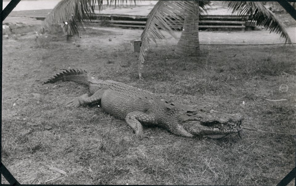 A salt water crocodile at Sandakan, Borneo. Borneo, Sandakan.
