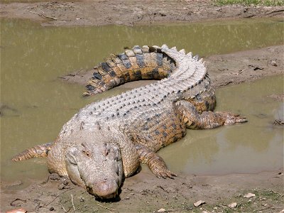 Saltwater Crocodile (Crocodylus porosus)This is Maximo a 15'+ crocodile at the St. Augustine Alligator Farm.