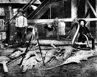 Hunters displaying their hunting trophies at Halifax, 1907. Hunters display dead crocodiles, fish and snakes outside Robinson's Hotel, W:Halifax, QueenslandHalifax. The trophies are the result of exce photo