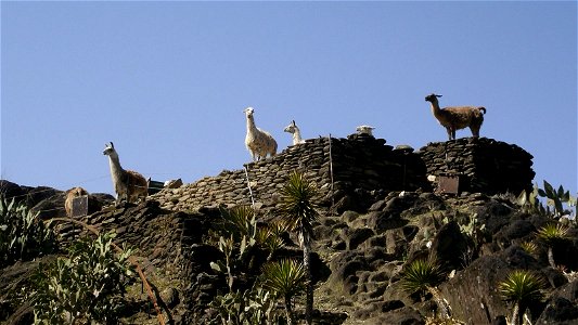 Lama glama. Nagasaki-biopark, Saikai, Nagasaki