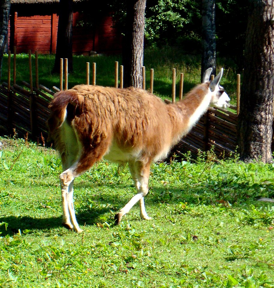 A llama in Jönköping, Sweden