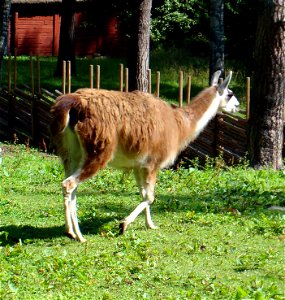 A llama in Jönköping, Sweden