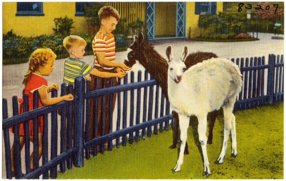 Baby llamas. Low fences permit the children to feed and pet the animals at the Children's Zoo, Belle Isle -- Detroit, Michigan.
Subjects: Sports & recreation facilities
Places: Michigan > Wayne