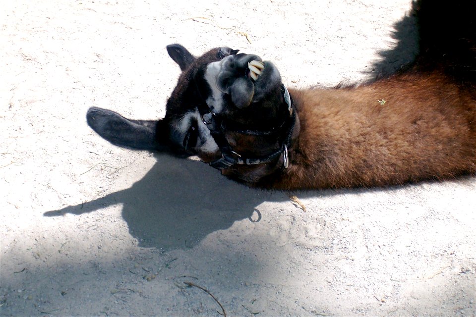 A llama (Lama glama) lying on the ground at the Miller Children's Zoo at Binder Park Zoo.