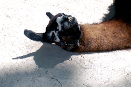 A llama (Lama glama) lying on the ground at the Miller Children's Zoo at Binder Park Zoo.