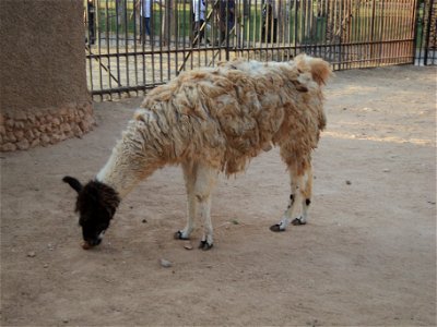 A llama in Benghazi Zoo (Il Bosco).