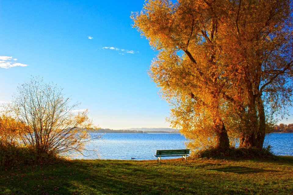 Nature landscape tree