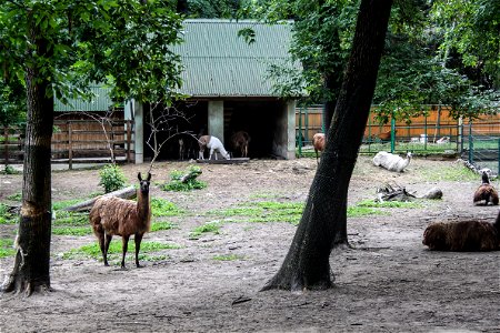 Lamalabel QS:Len,"Lama"
label QS:Lhu,"Nyíregyházi Állatpark, láma"