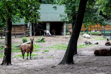 Lamalabel QS:Len,"Lama" label QS:Lhu,"Nyíregyházi Állatpark, láma" photo