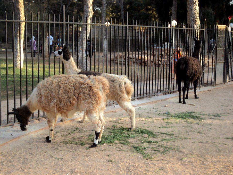 Three llamas in Benghazi Zoo (Il Bosco).