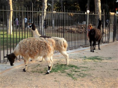 Three llamas in Benghazi Zoo (Il Bosco).