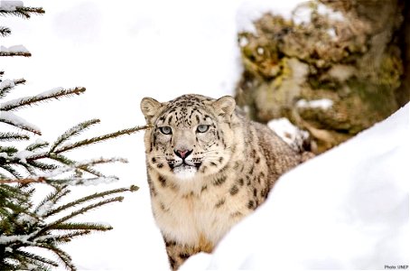 This image has been made by United Nations to create awareness about the rapidly depleting Snow leopard population. photo