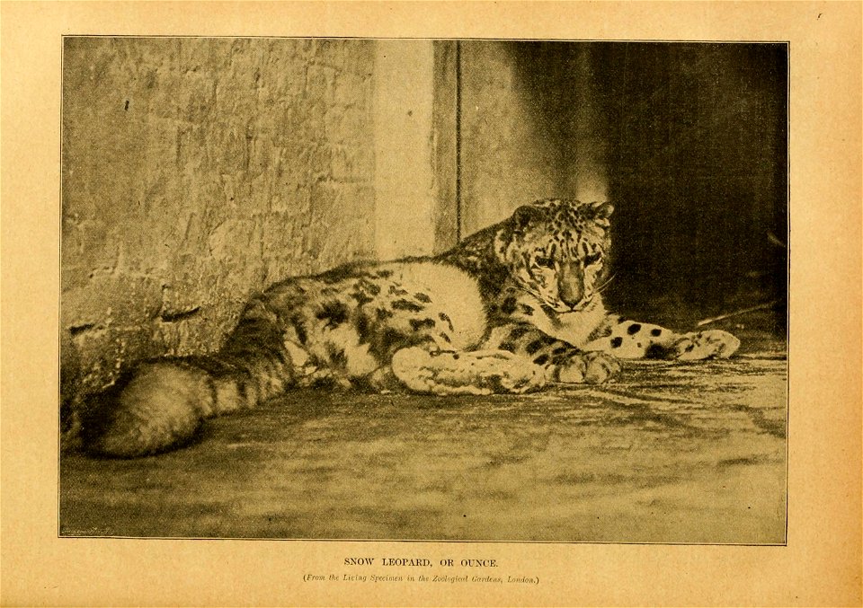 Cassell's natural history.  Ed. by P. Martin Duncan ...