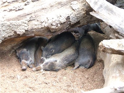 Aww... piggies. photo