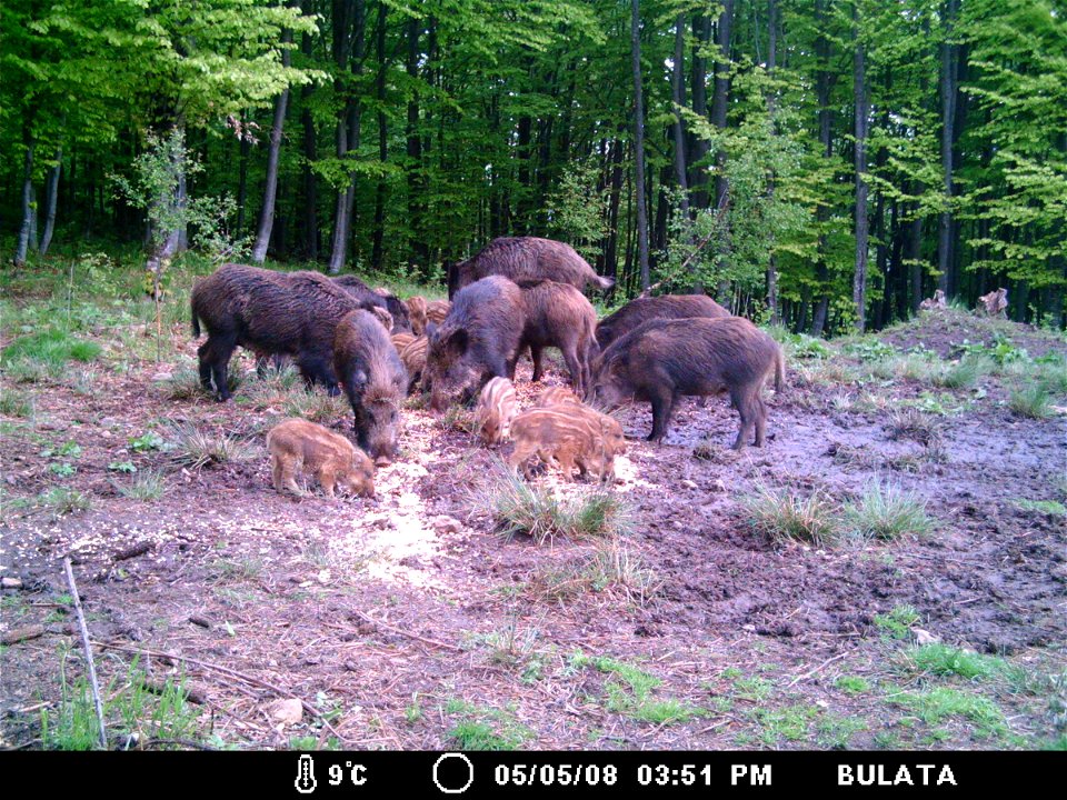 Wild Boars, photographed by a Game Camera