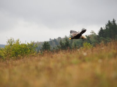 Eagle eastern flight wings