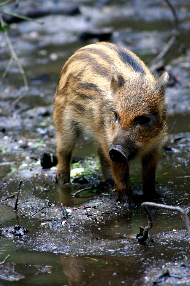 Wild boar (Sus scrofa), at the New Forest Otter, Owl and Wildlife Park (Hampshire, England).