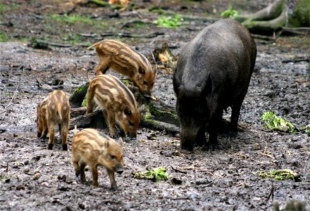 Wild boar (Sus scrofa), at the New Forest Otter, Owl and Wildlife Park (Hampshire, England). photo