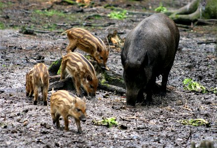 Wild boar (Sus scrofa), at the New Forest Otter, Owl and Wildlife Park (Hampshire, England).