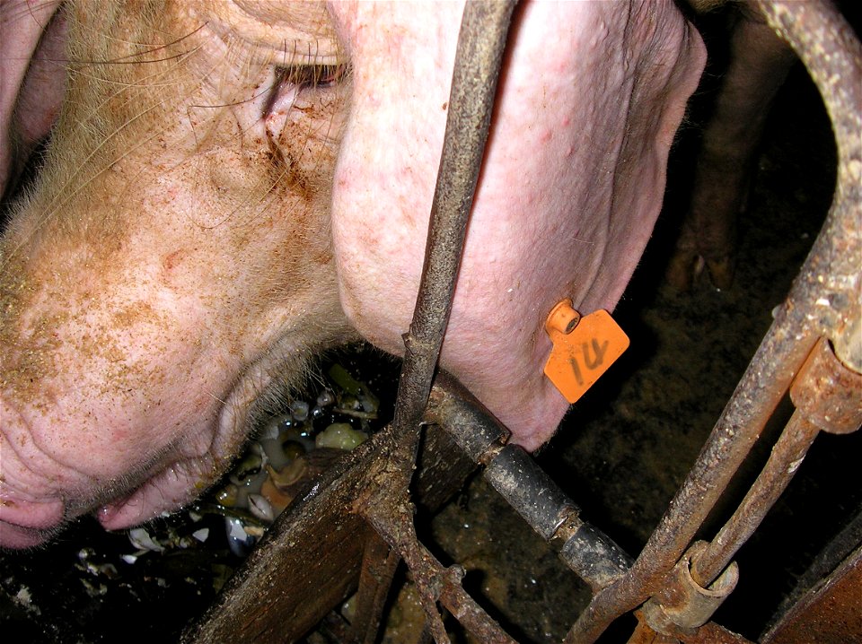 a sow with tag on ear
