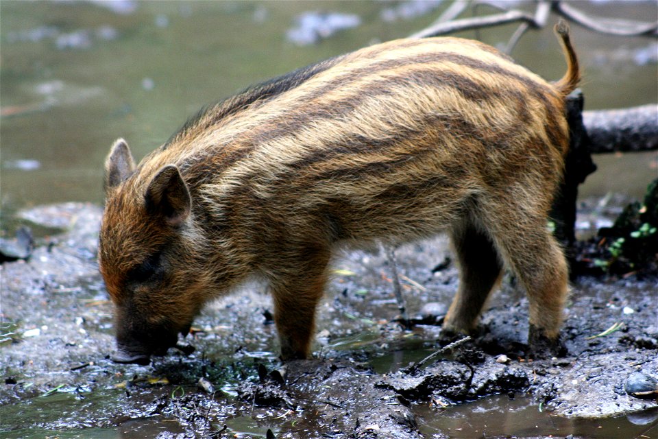 Wild boar (Sus scrofa), at the New Forest Otter, Owl and Wildlife Park (Hampshire, England).