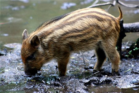 Wild boar (Sus scrofa), at the New Forest Otter, Owl and Wildlife Park (Hampshire, England).