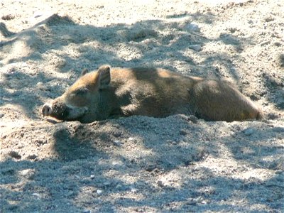 Image title: Wild boar piglet Image from Public domain images website, http://www.public-domain-image.com/full-image/fauna-animals-public-domain-images-pictures/pigs-public-domain-images-pictures/wild photo