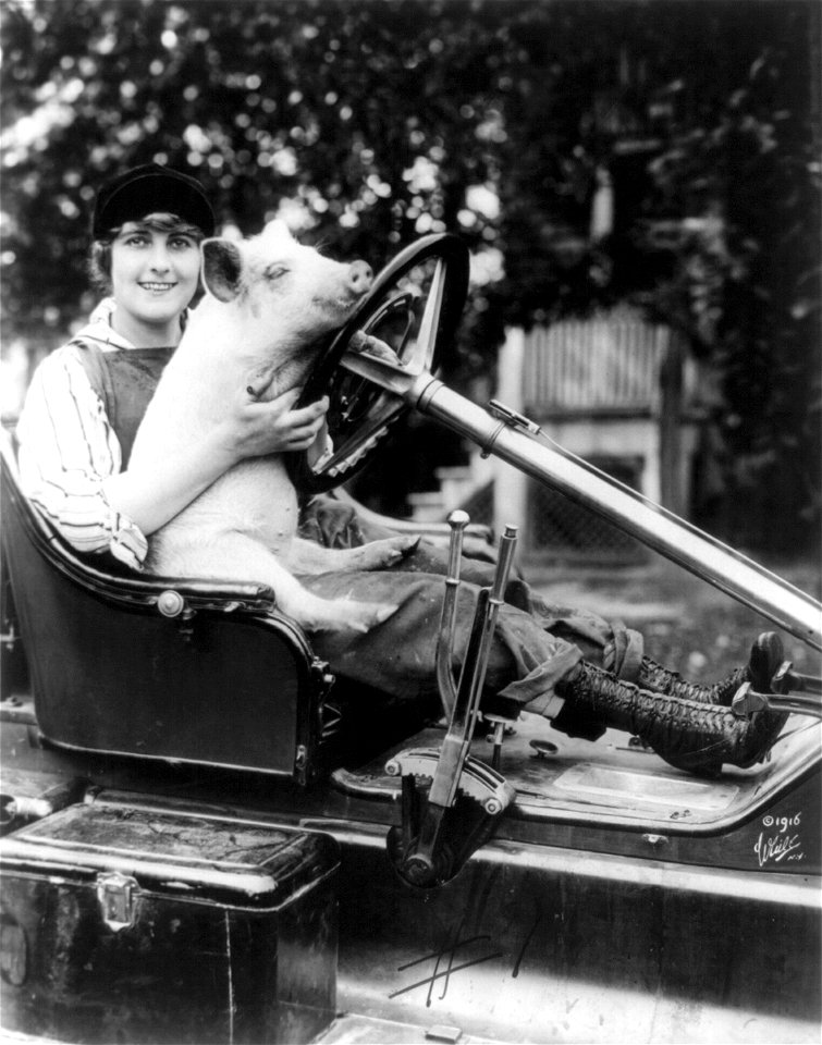Pearl White, full length, seated behind steering wheel of an auto, with a pig on her lap, facing slightly right; in farm clothes