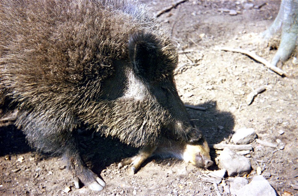 Wildschwein mit Jungtier (Wildpark Betzenberg)
