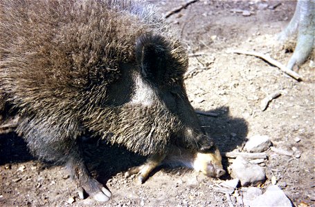 Wildschwein mit Jungtier (Wildpark Betzenberg)