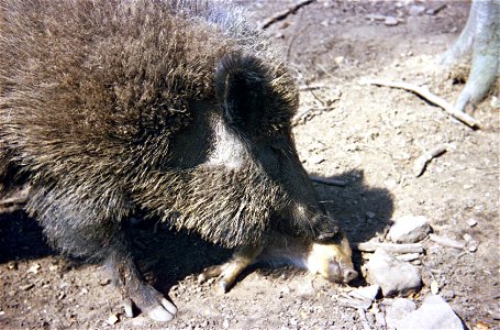 Wildschwein mit Jungtier (Wildpark Betzenberg) photo