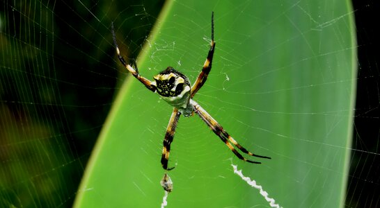 Macro spider colombia