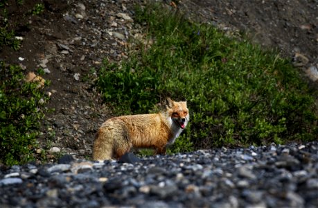 Red Fox photo