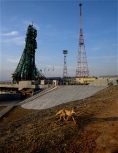 A fox walks around the Soyuz launch pad at site 31, Thursday, April 8, 2021, at the Baikonur Cosmodrome in Kazakhstan. Expedition 65 NASA astronaut Mark Vande Hei, Roscosmos cosmonauts Pyotr Dubrov an