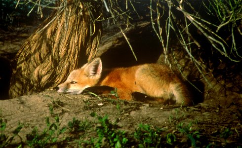Fox Den 2
