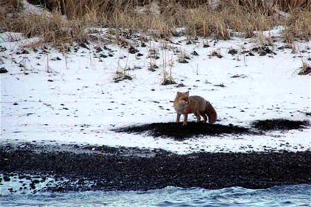 Image title: Fox was digging clams on the beach
Image from Public domain images website, http://www.public-domain-image.com/full-image/fauna-animals-public-domain-images-pictures/foxes-and-wolves-publ