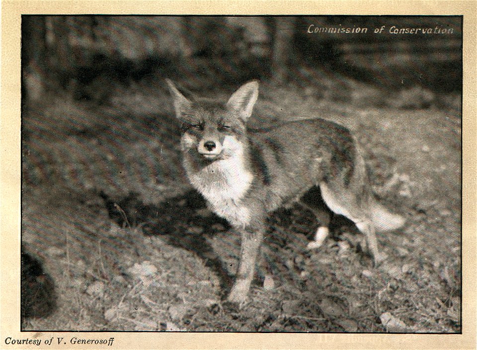 Commission of Conservation Canada, Commitee on Fisheries, Game and Fur-Bearing Animals. Ottawa, The Mortimer Co., Ltd.
A Russian red fox.