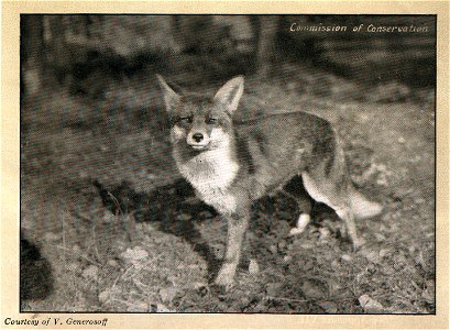 Commission of Conservation Canada, Commitee on Fisheries, Game and Fur-Bearing Animals. Ottawa, The Mortimer Co., Ltd. A Russian red fox. photo