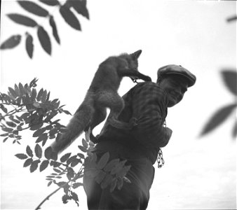 À Moisie, Hormidas Bouffard, trappeur de la rivière Moisie, et son renard