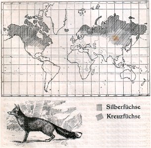 Weltkarte der Verbreitung der Silberfüchse und der Kreuzfüchse (1910).