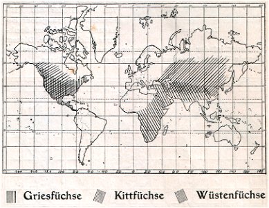 Weltkarte der Verbreitung der Grisfüchse („Griesfüchse“), Kitfüchse („Kittfüchse“) und Wüstenfüchse (1910).