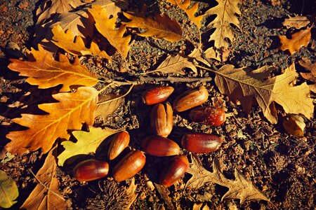 Autumn debris golden photo