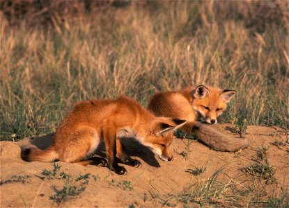 Image title: Pair of red fox pups take a rest side by side Image from Public domain images website, http://www.public-domain-image.com/full-image/fauna-animals-public-domain-images-pictures/foxes-and- photo