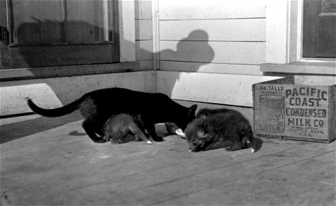 Fox pups raised by cat at Alaska Silver Fox and Fur Farms Co., Fairbanks, Alaska, 1915. Photographer not identified.