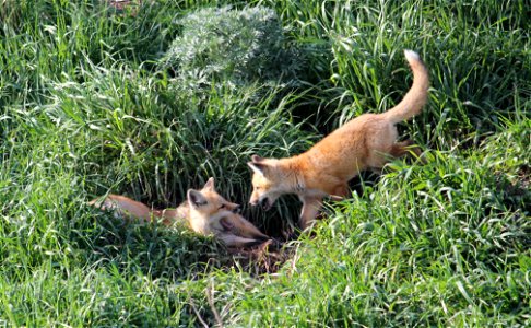 There are four kits at this den across the road from the Schumacher Waterfowl Production Area in McIntosh County, ND. Red fox are adept predators of birds and small mammals. For many years, fox number photo