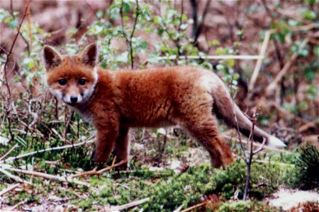 Red fox pup in a forest of Haute-Normandie. photo