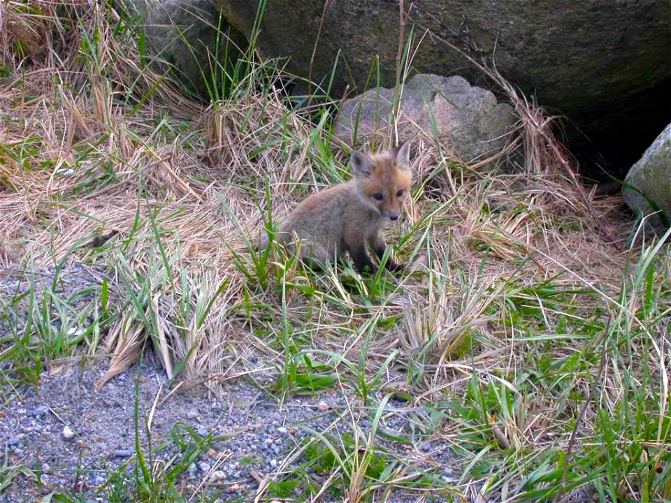 Image title: Red fox vulpes vulpes adorable baby small canine
Image from Public domain images website, http://www.public-domain-image.com/full-image/fauna-animals-public-domain-images-pictures/foxes-a