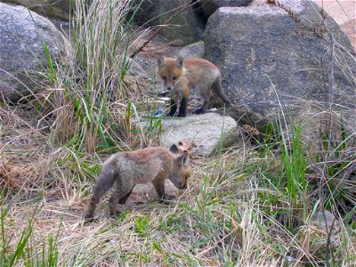 Image title: Two baby red foxes Image from Public domain images website, http://www.public-domain-image.com/full-image/fauna-animals-public-domain-images-pictures/foxes-and-wolves-public-domain-images photo